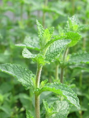 Zbliżenie na młode pędy mięty