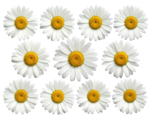 Twelve white daisies, yellow centers,  arranged in a grid