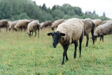 Obraz premium black and grey flock of sheep on green meadow on farm in summer, ear tags