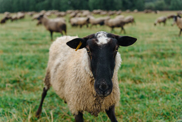 black and grey flock of sheep on green meadow on farm in summer, ear tags