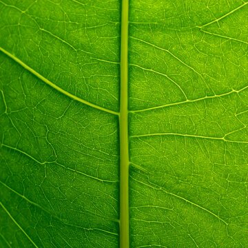 Close-up of a vibrant green leaf's veins