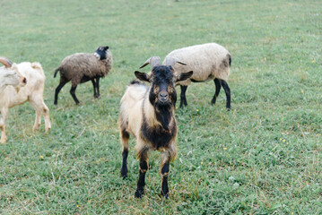 black and grey goat and sheep on green meadow on farm in summer