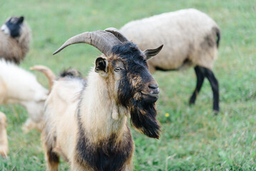 Obraz premium black and grey goat and sheep on green meadow on farm in summer