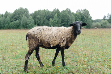 Obraz premium black and grey sheep on green meadow on farm in summer