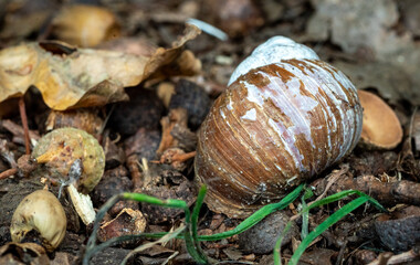 Brown Empty Snail Shell Among Leaves and Soil
