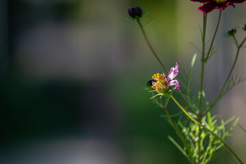 Dark Red Cosmos Flowers Blooming Beside Tree Bark