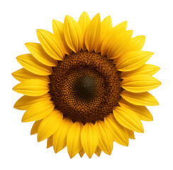 Obraz premium Blooming sunflower blossom.