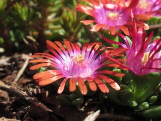 Zbliżenie na kwiaty rośliny z gatunku delosperma © Kumulugma
