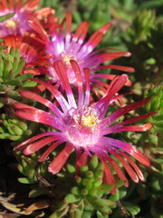 Zbliżenie na kwiaty rośliny z gatunku delosperma © Kumulugma