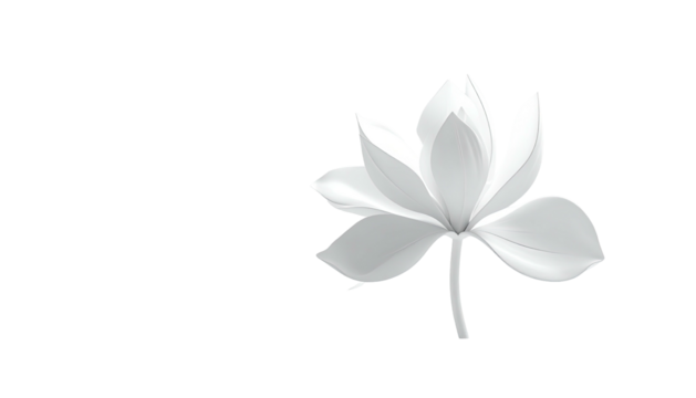 Delicate white flower, detailed petals, set against a stark black background