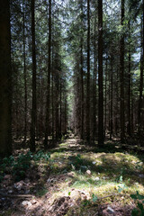 Fototapeta premium Mystical Forest with Tall Pine Trees and Sunlight Filtering Through