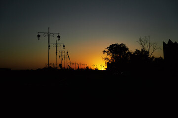 silhouette of a tree at sunset