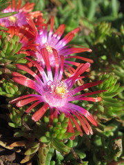 Zbliżenie na kwiaty rośliny z gatunku delosperma © Kumulugma