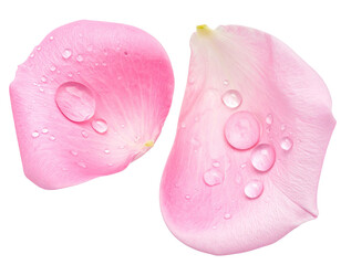Two delicate pink rose petals, adorned with water droplets