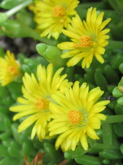 Zbliżenie na kwiaty rośliny z gatunku delosperma