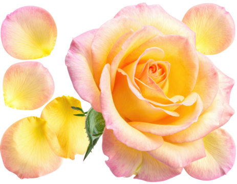 Close-up of a vibrant, yellow-pink rose surrounded by its detached petals