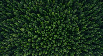 Aerial view of lush green forest canopy providing a dense natural texture