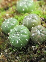 Zbliżenie na młode siewki astrophytum © Kumulugma