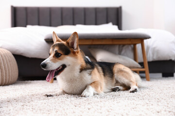 Cute Welsh Corgi on floor at home