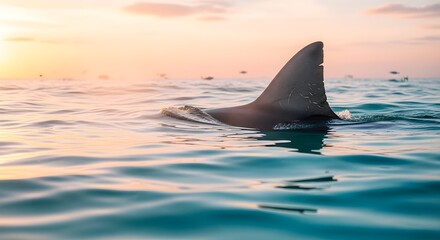 Fototapeta premium Fin Emerging in the Ocean at Sunset A Stunning Marine Encounter in Calm Seas