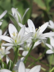 Zbliżenie na kwiat rośliny z gatunku ornithogalum umbellatum © Kumulugma