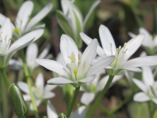 Zbliżenie na kwiat rośliny z gatunku ornithogalum umbellatum © Kumulugma
