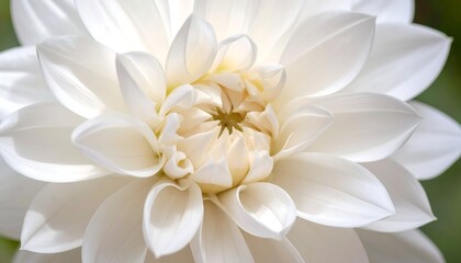 Fototapeta premium Close-up of a pristine white dahlia