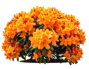 Orange azalea cluster, vibrant blossoms