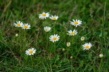Wild daisies blooming in a lush green meadow with natural surroundings