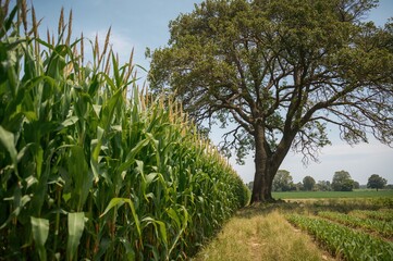 A lively view of towering green corn plants gently moving with the wind, accompanied by a strong tree whose limbs stretch upward, providing a calm shade across the farmland.