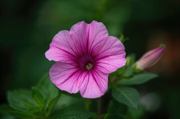 Obraz premium A beautiful pink Petunia blossoming fully, exuding grace in a vibrant garden setting.