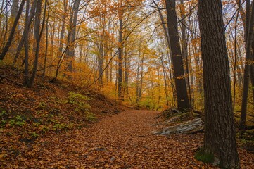 Obraz premium Fall Foliage Along the Trail to the Small Peak and Summit Pathway at a Historic Location Named for a Notable Legislator Who Sanctioned an Early Survey