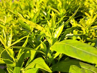 New green shoots under the evening sun - Long and slender green leaves amidst a green backdrop, with the bright green color accentuated by the bright yellow evening sunlight. Note the shadows.