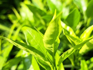 Obraz premium New green shoots under the evening sun - Long and slender green leaves amidst a green backdrop, with the bright green color accentuated by the bright yellow evening sunlight. Note the shadows.