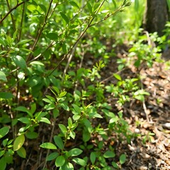 Obraz premium Lush green foliage and sunlit forest floor in nature