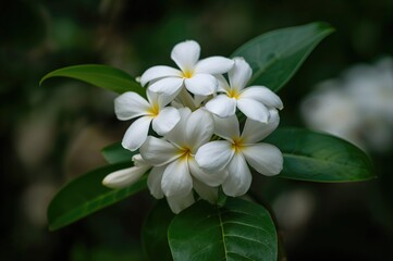 Fototapeta premium Sweet-smelling white cempaka flowers, prized for their exotic fragrance and cultural importance in various regions.