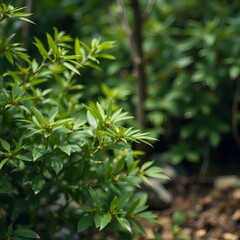 Naklejka premium Lush green foliage detail in soft natural light forest