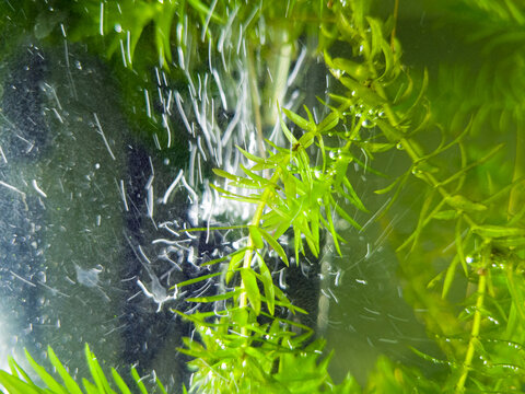 Aquatic plant - elodea in aquarium. Selective focus.