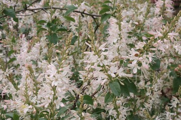 Cassia spectabilis effectively blocks both acetylcholinesterase and butylcholinesterase enzymes linked to Alzheimer's disease development