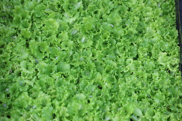 Obraz premium vibrant green lettuce seedlings close up texture