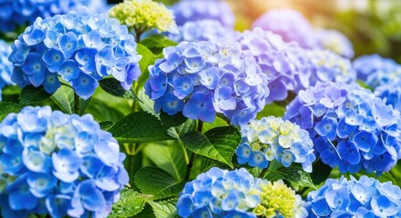 Beautiful blue hydrangea flowers blooming in the summer garden.