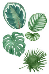 Watercolor botanical png plant set