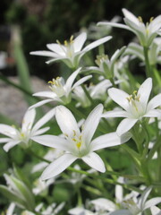 Zbliżenie na kwiat rośliny z gatunku ornithogalum umbellatum © Kumulugma