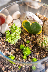 Close up top view of completed florarium with cacti, stones and decorative elements in a glass container. Concept of eco-friendly home decor, natural design and handcrafted botanical arrangement