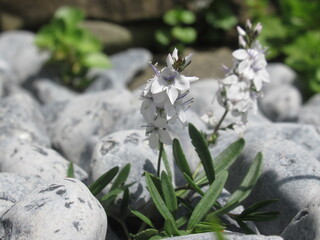 Roślina z gatunku Veronica prostrata © Kumulugma