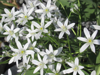 Zbliżenie na kwiat rośliny z gatunku ornithogalum umbellatum