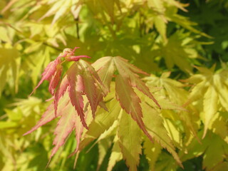 Zbliżenie na listki klona palmowego © Kumulugma