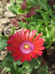 Zbliżenie na kwiaty rośliny z gatunku delosperma © Kumulugma