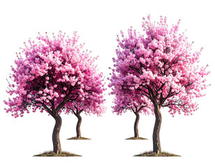 Obraz premium Four pink cherry blossom trees against black