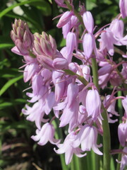 Zbliżenie na kwiat rośliny z gatunku Hyacinthoides hispanica © Kumulugma